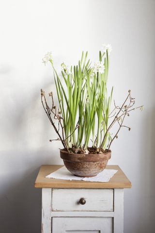 Potted paperwhites