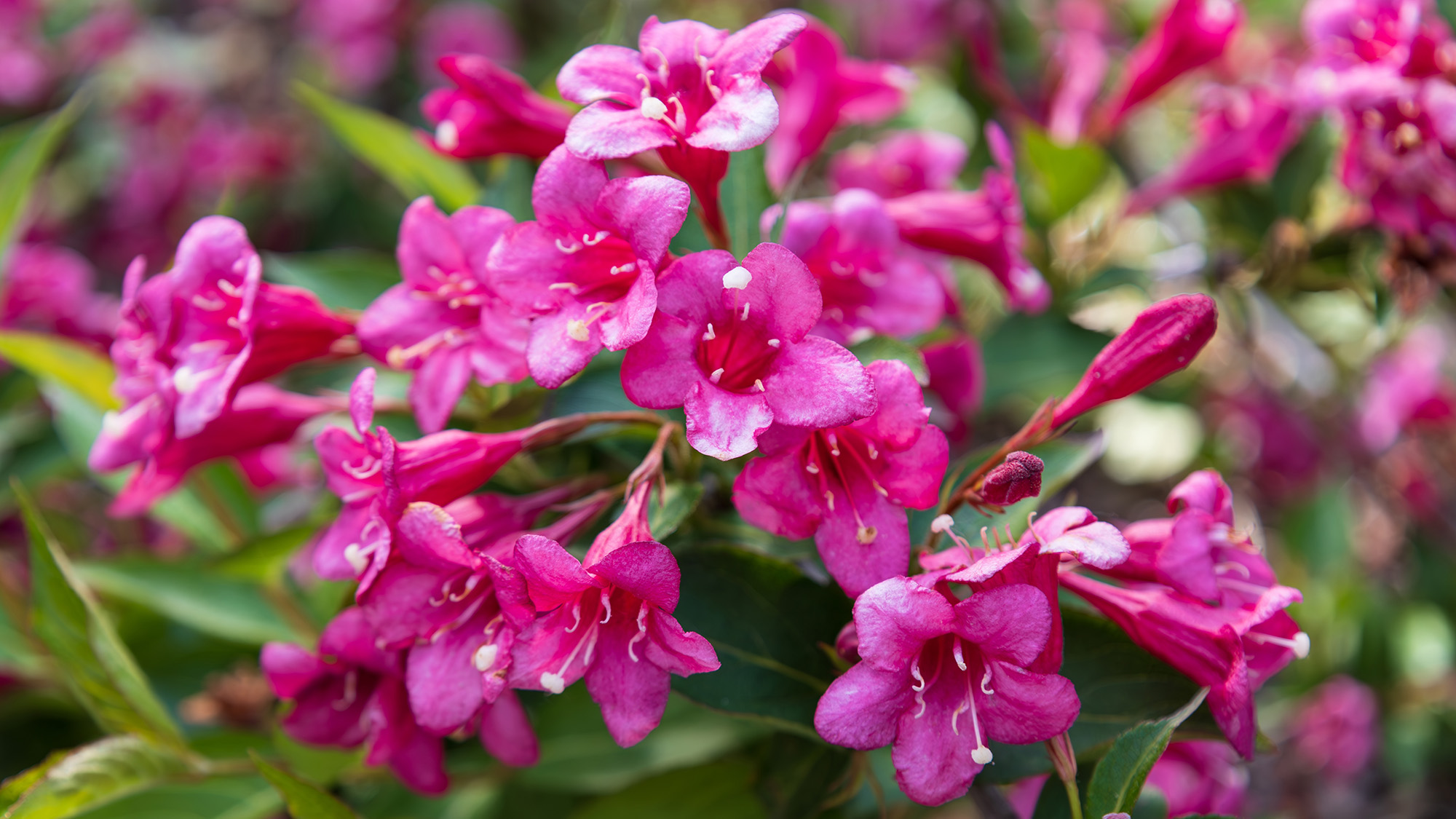 Weigela