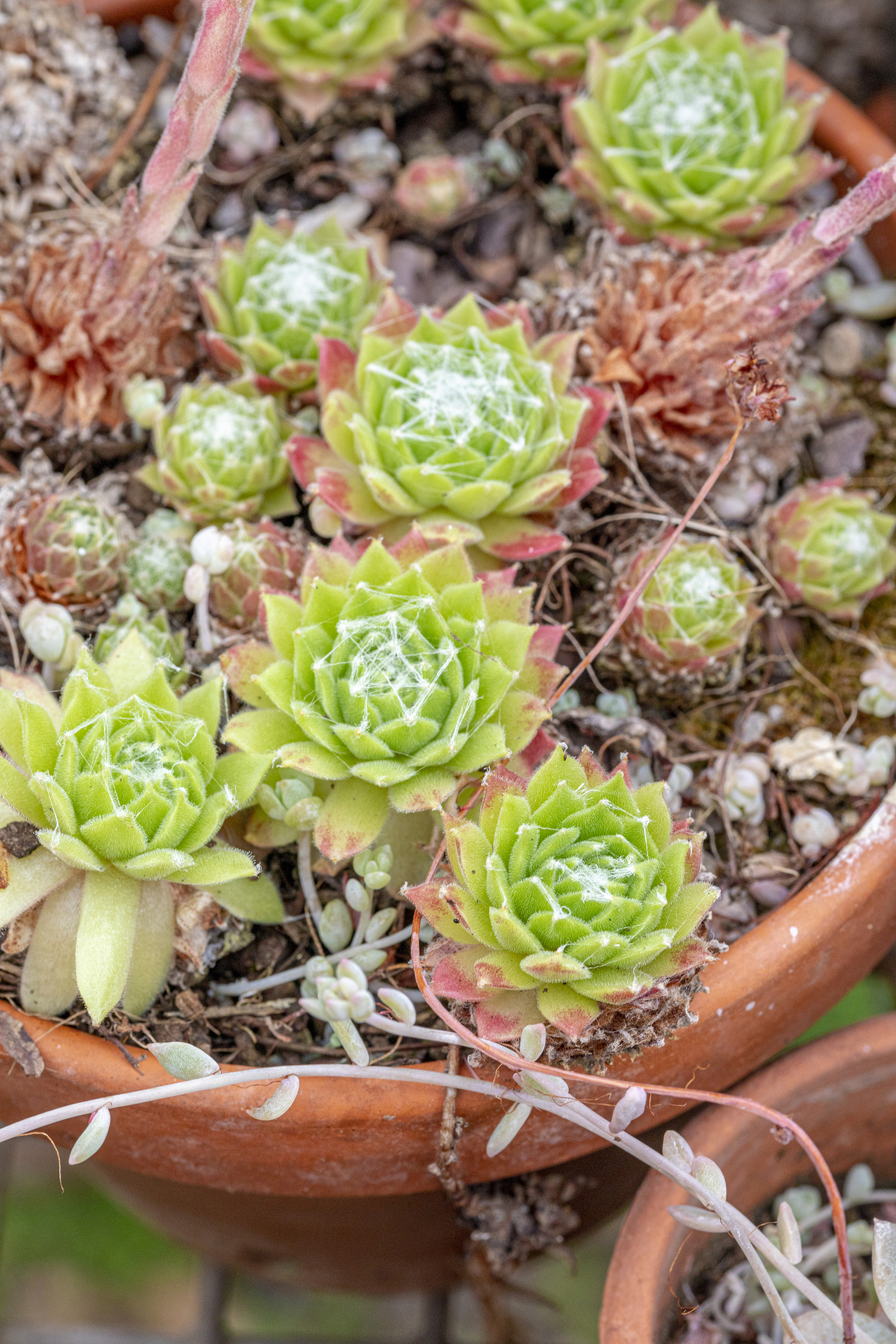 Succulents planted in terracotta pot