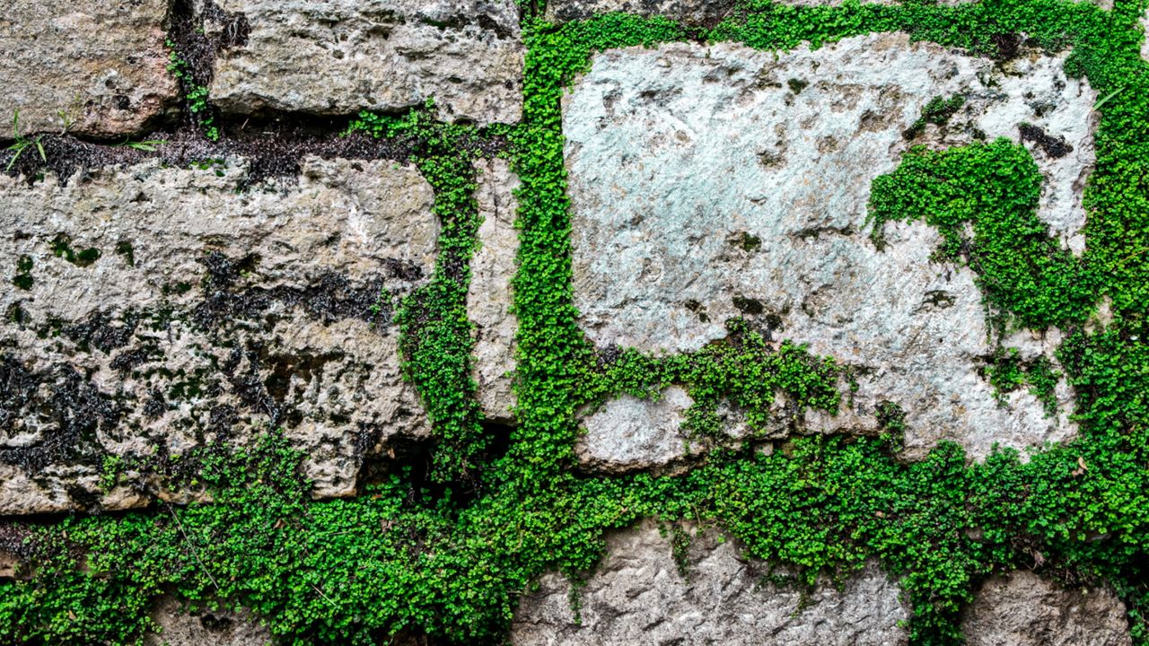 Baby&#039;s tears plant on wall