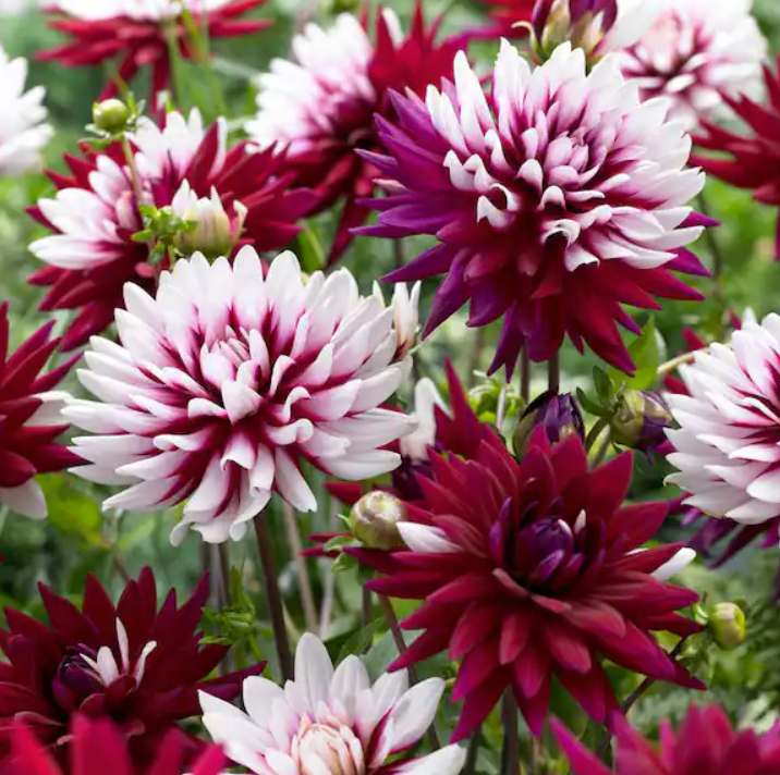 Rebecca's World Dahlia Tubers