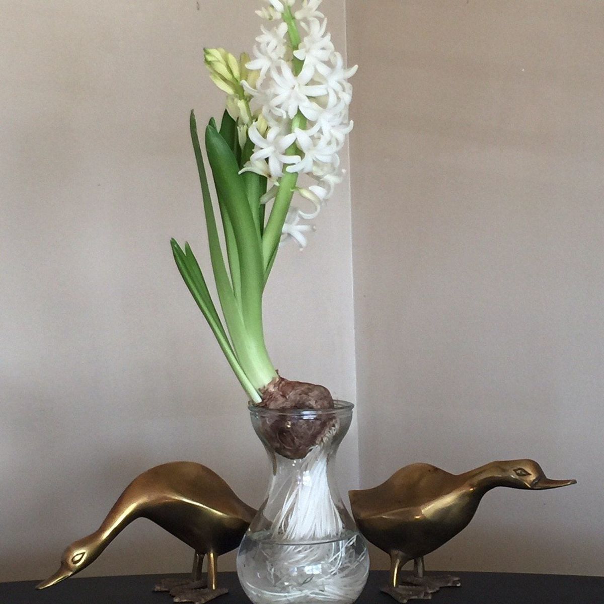 Bulb Jar Plant Support Tips For Propping Plants In Forcing Jars