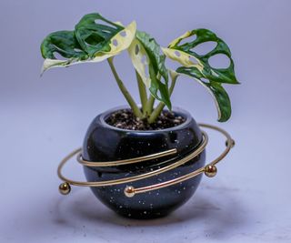 A tiny potted monstera plant surrounded by decorative metal rings