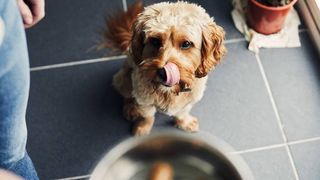 dog licking mouth at sight of food bowl