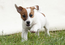 Puppy-spot.jpg