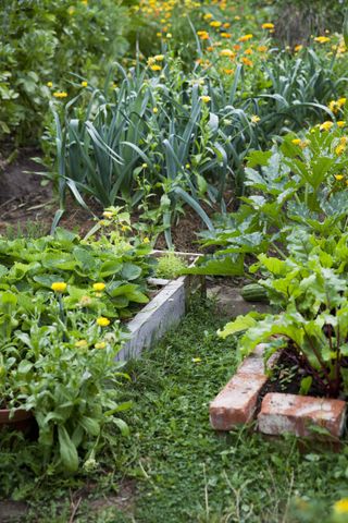 organic gardening: veg plot