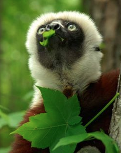 Beloved lemur &amp;#039;Zoboomafoo&amp;#039; dies at age 20