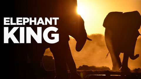 Banner for Elephant KIng ⁤documentary ‌on ⁣Paramount+ showing two elephants
