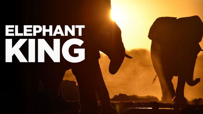 Banner for Elephant KIng documentary ⁣on Paramount+ showing two elephants