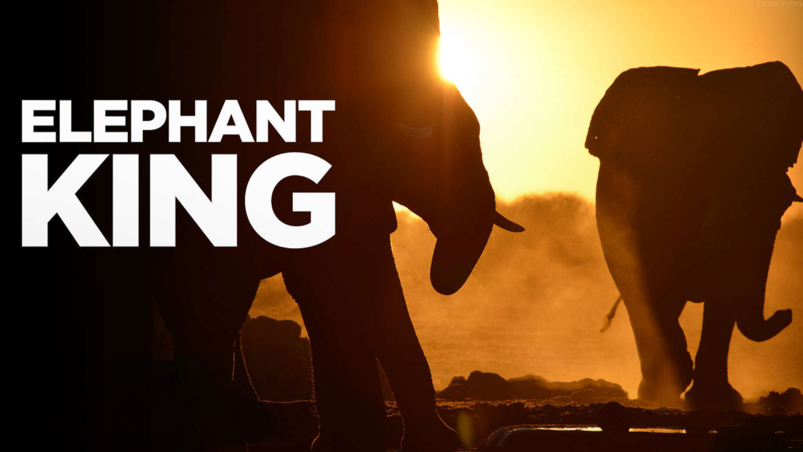 Banner for Elephant KIng documentary on Paramount+ showing two elephants