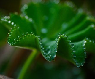 Dew drops along scalloped edge of plant leaf