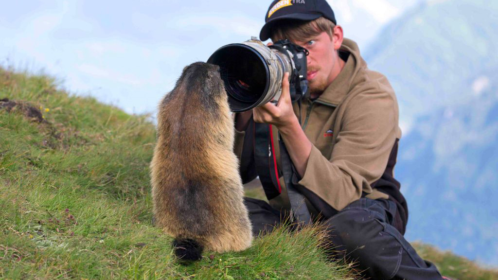 Wildlife photographer taking pictures of tame Alpine marmot (Marmota marmota) with long telephoto lens in summer in the Alps.