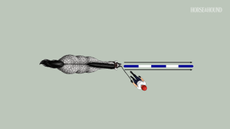 Diagram showing horse doing groundwork pole straddle exercise