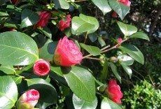 Growing Heirloom Tomatoes - The Black Icicle Tomato Plant | Gardening