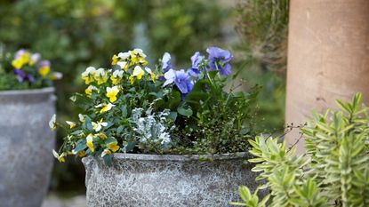 winter planter ideas: gardenesque plant pot with violas