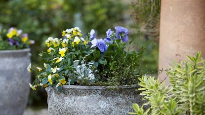 冬季种植思路:花园式花盆和中提琴