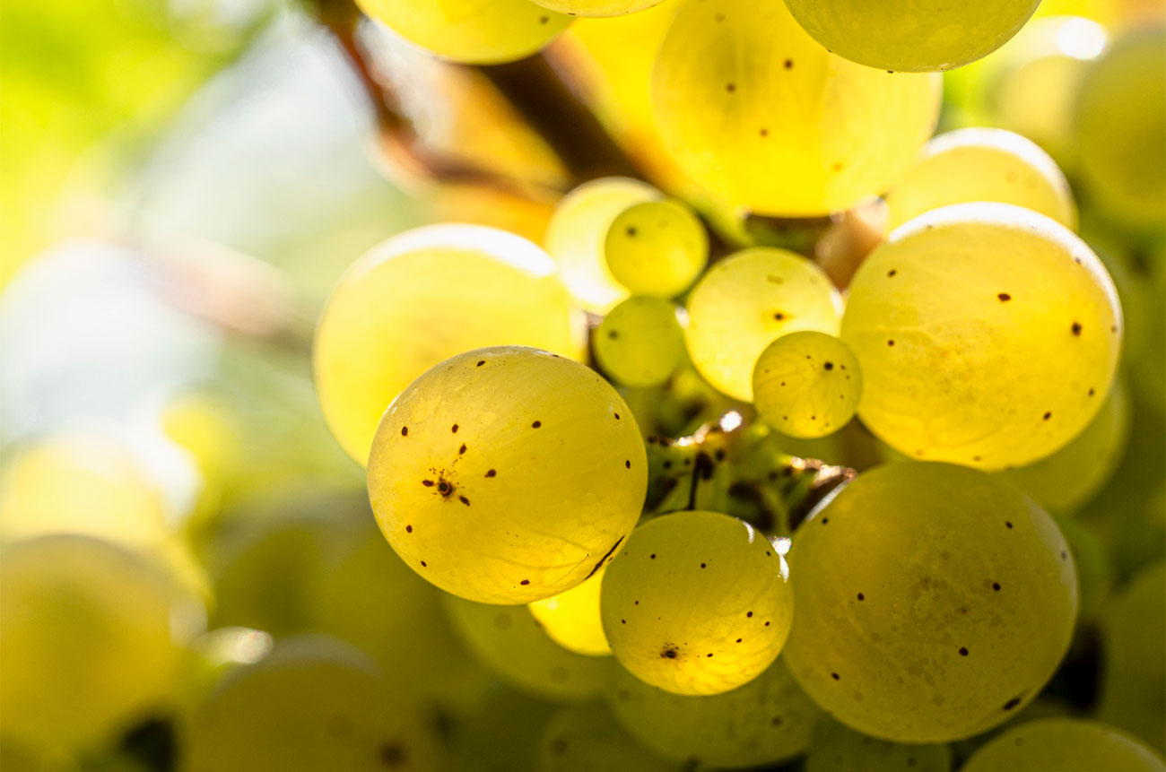 riesling grapes 