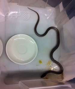 Snake on a train forces evacuation of a Swiss rail line