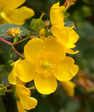yellow flowers of Hypericum ‘Hidcote’
