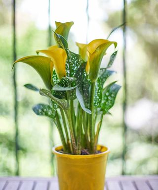 calla lily with yellow flowers in a yellow pot
