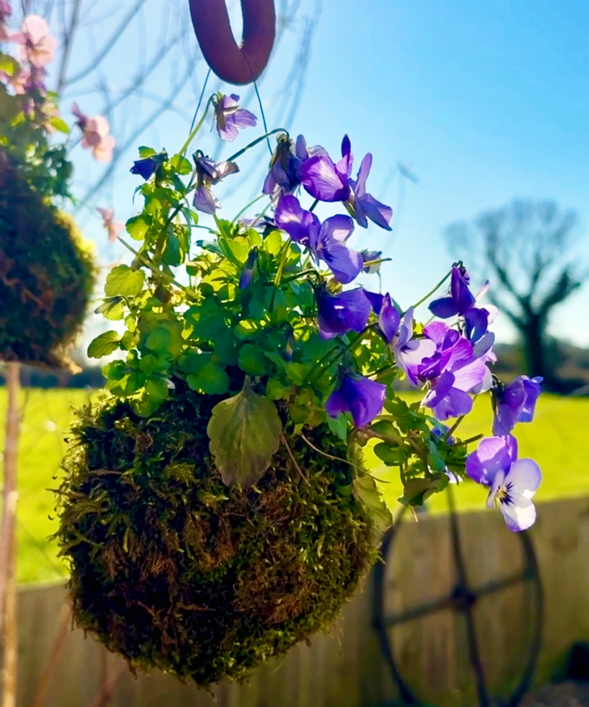 Mossy kokedama made with pansies and violas hanging in a garden