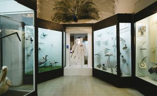 Interior image of the museum off natural history, white tiled floor, black framed glass display units with variety of bird species, white statue in white display unit centre, neutral walls, peacock with feathers displayed on the far wall