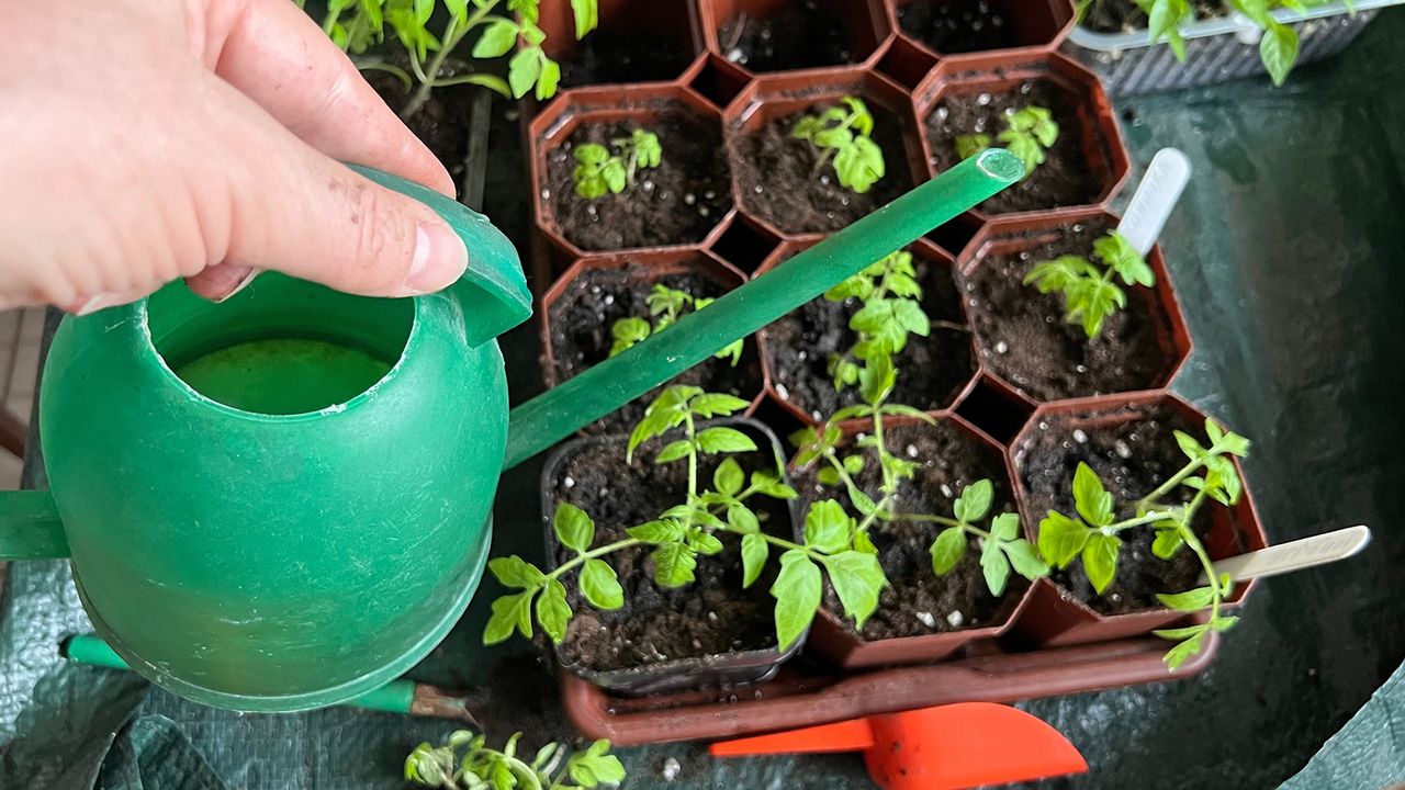 Watering seedlings with small green watering can