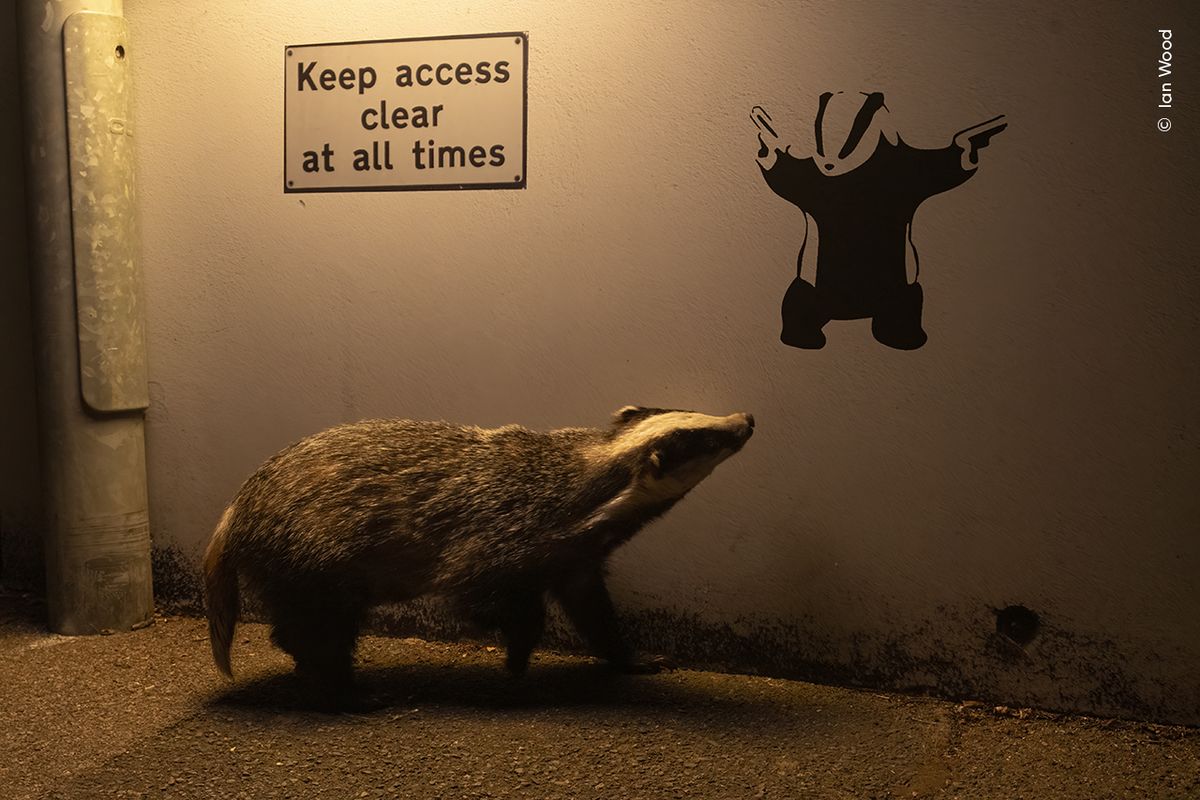 An ambling Eurasian badger, illuminated by a streetlight, appears to glance up at badger graffiti on a quiet road in England, UK. Residents of St Leonards-on-Sea had been leaving food scraps on the pavement for foxes, but Ian noticed that badgers from a nearby sett were also coming to forage. After seeing a badger walking along the pavement by this wall late one night, he decided to photograph it. He set up a small hide on the edge of the road to take this picture.