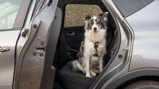 Dog sat in car