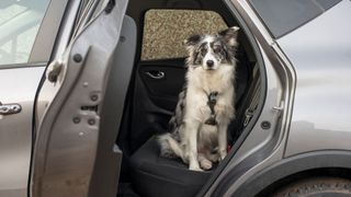 My dog throws up in hot sale the car