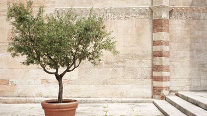 An lush green olive tree against a faded wall