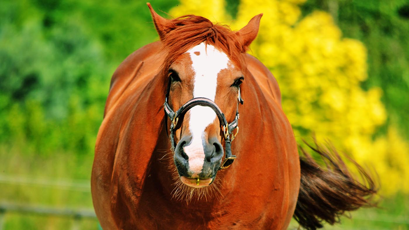 alamy-C5E7HP_213132481_295409621_369820271_628282331.jpg