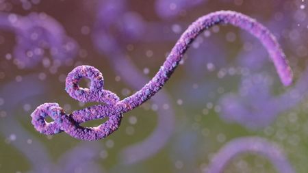 illustration of the ebola virus 