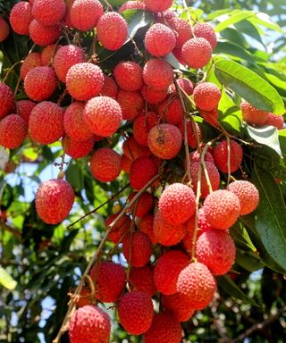 A large cluster of red lychee fruit hanging off a fruit tree