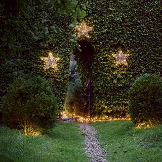 Privet hedge with rattan star lights