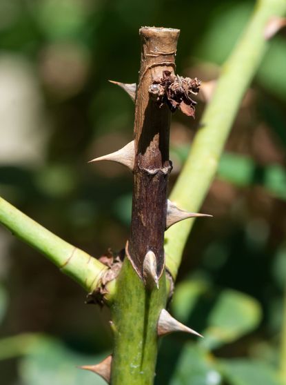 Brown Canker On Rose Stem