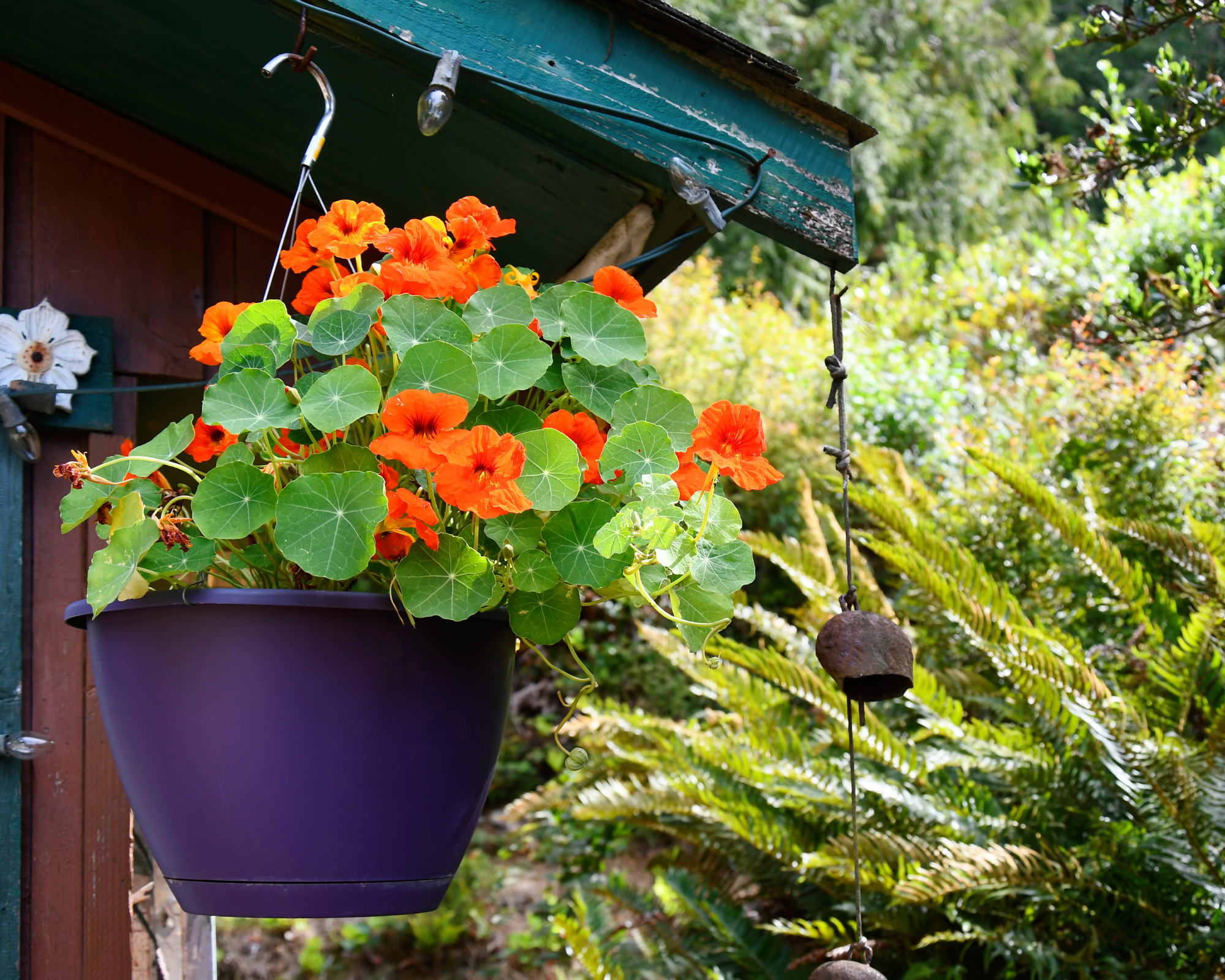 Nasturtium plant in hanging basket