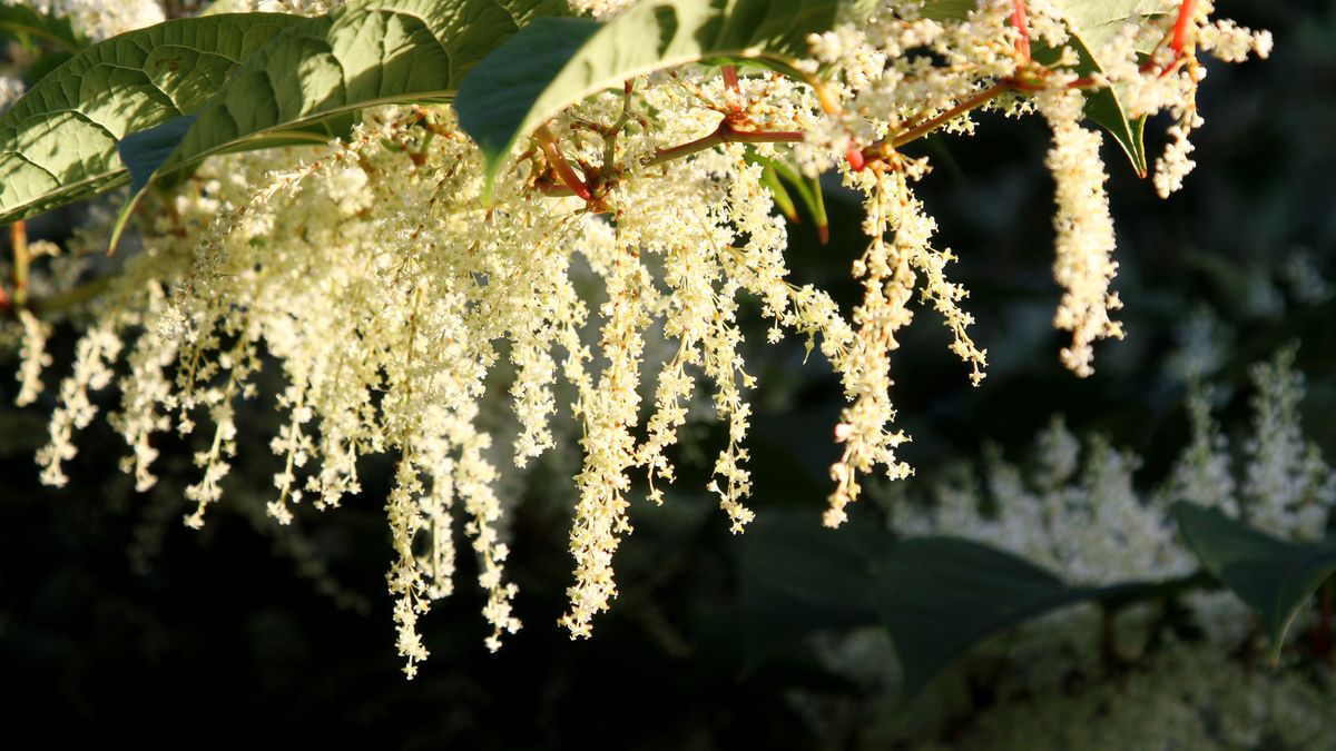 Is it bindweed or knotweed and which is worse? | Homebuilding