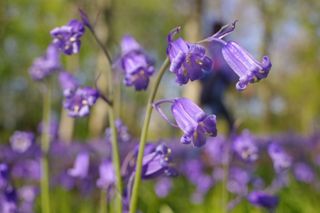 Bluebells