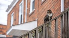 A cat sits on a fence in Washington, D.C. 