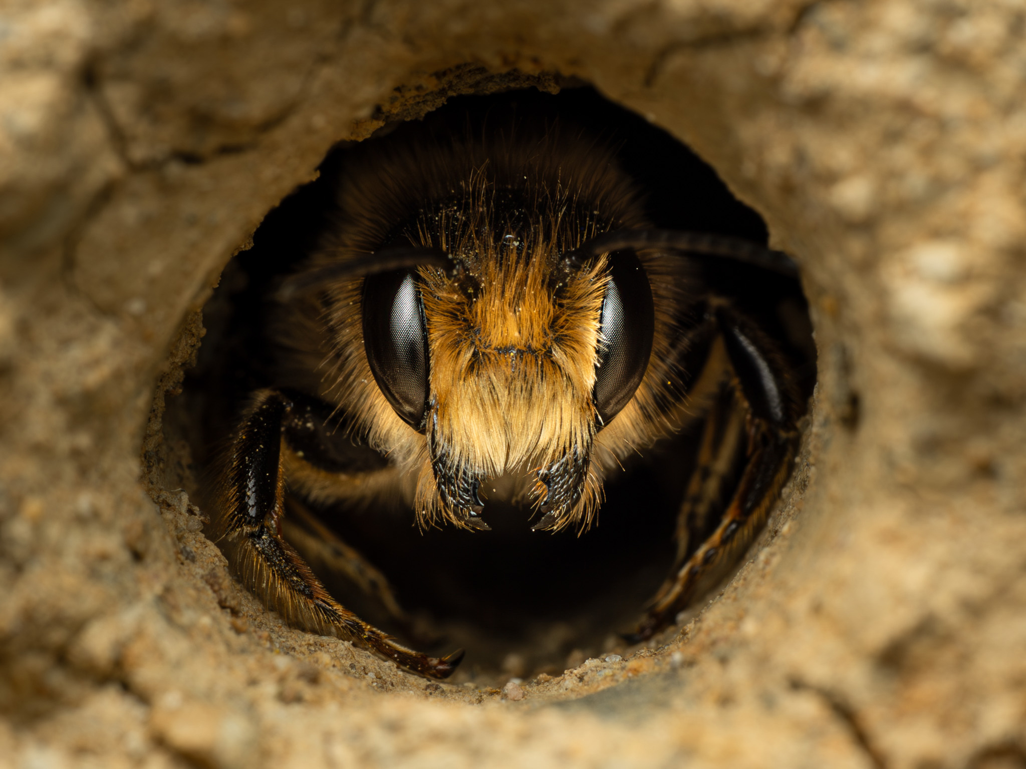 Close-up of a bee peeking out from a circular opening in a sandy nest. The bee's large eyes and fuzzy face are in sharp focus, conveying curiosity