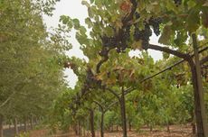 Swanson Vineyards, Napa