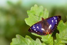 Purple Emperor Butterfly (Apatura iris) male on English Oak (Quercus robur) leaf basking with wings open.