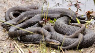 Several water snakes wrap around each other in a "mating ball" in Ohio. A similar ball is being thrown in Florida right now, officials say. 