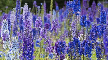 delphiniums in flower