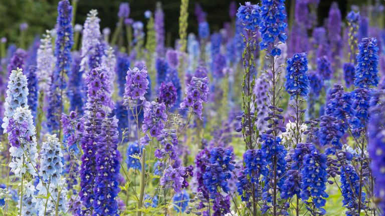 What To Plant In July 10 Beautiful Flowers To Sow And Grow This Month Gardeningetc