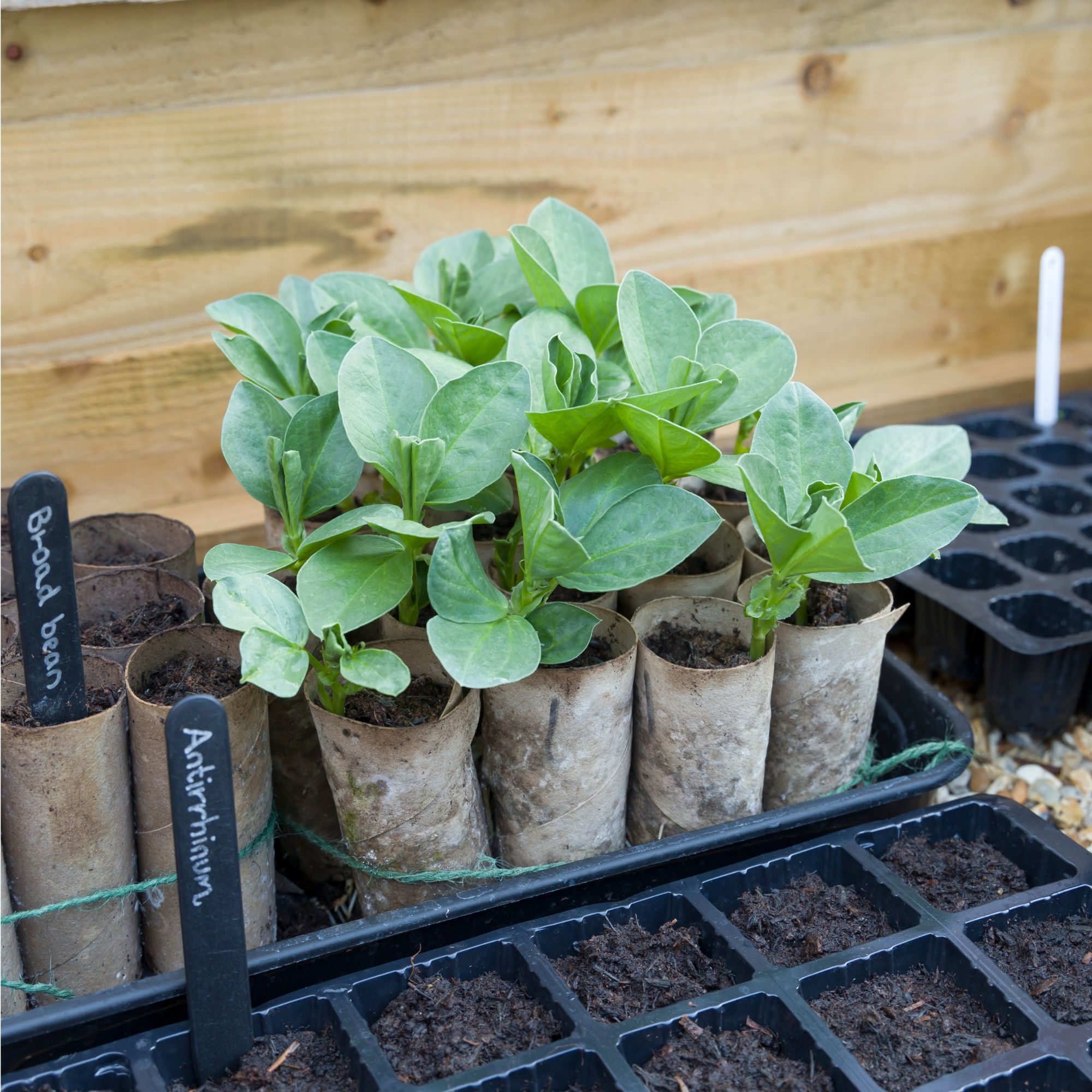Broad bean seedlings growing in toilet roll tubes