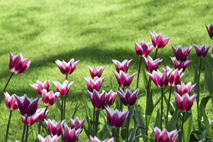 White-Burgundy Colored Tulips