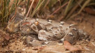 A saw-scaled viper, with brown, beige and white patterning, camouflages itself among dirt and grass