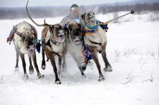 Reindeer Herder's Day